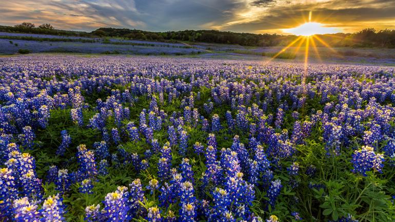 Muleshoe Bend Recreation Area 休闲区的蓝帽花花田 Muleshoe Bend Recreation Area 休闲区的蓝帽花花田