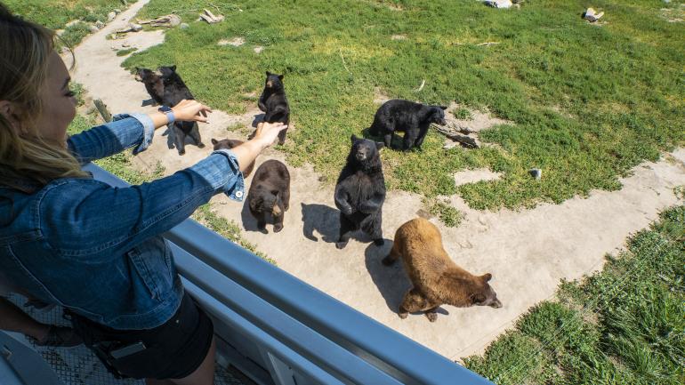 游览黄石熊世界野生动物园，欣赏大熊的风采