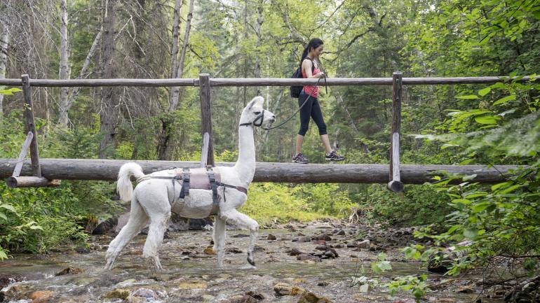 在蒙大拿州比格福克附近的天鹅山骆驼徒步之旅中穿过森林，在桥上徒步