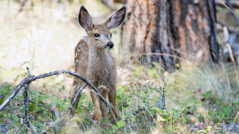 蒙大拿州弗拉特黑德湖野马岛上的一只斑点小鹿
