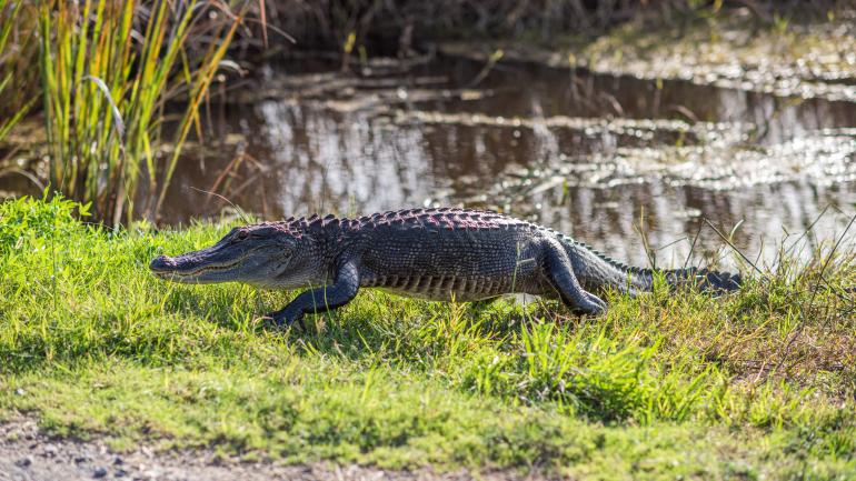 Pintail Wildlife Drive 观景道沿线出没的短吻鳄