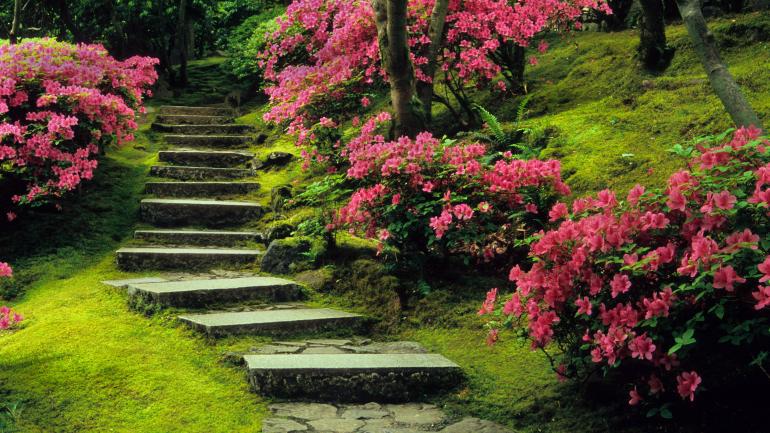 波特兰日本花园春天盛开的鲜花