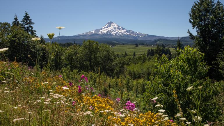 胡德山漫山遍野野花盛放的美景
