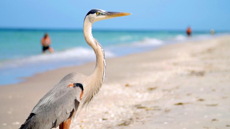 恩格尔伍德海滩的白沙海岸边站着一只大蓝鹭
