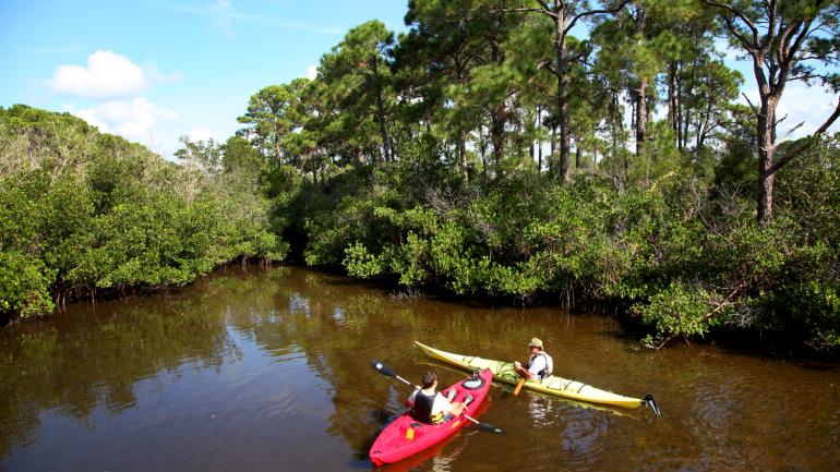 划皮划艇穿过红树林水道