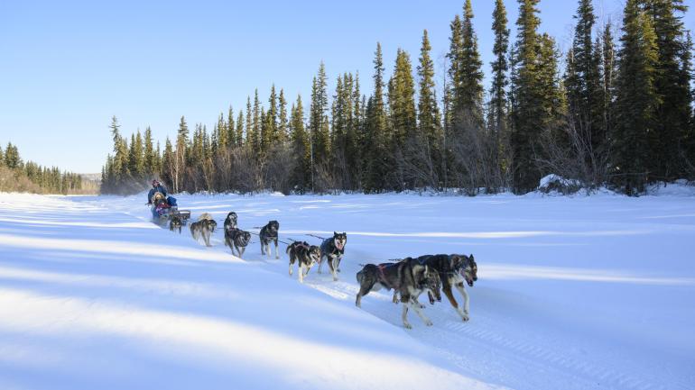 在费尔班克斯驾驶狗拉雪橇驶下树木成行的小道
