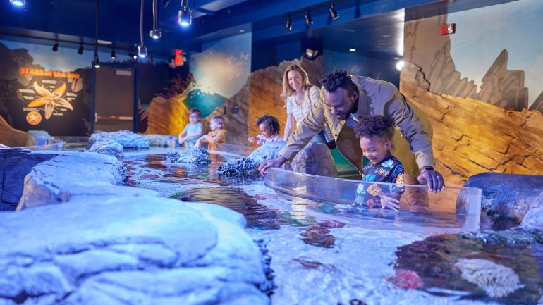 在 SEA LIFE 水族馆的太平洋西北岩池展馆中与海洋生物亲密接触