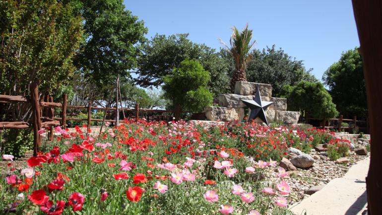 弗雷德里克堡 Wildseed Farms 农场生长着五颜六色的野花
