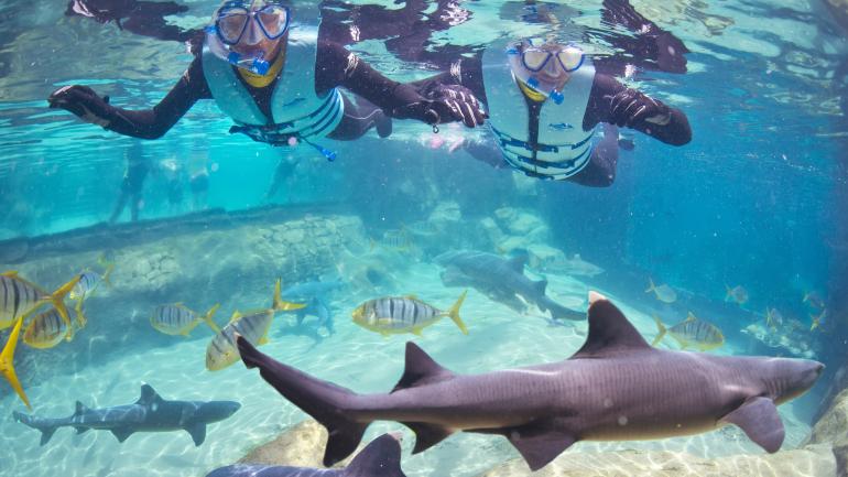 在探索湾与鲨鱼近距离接触