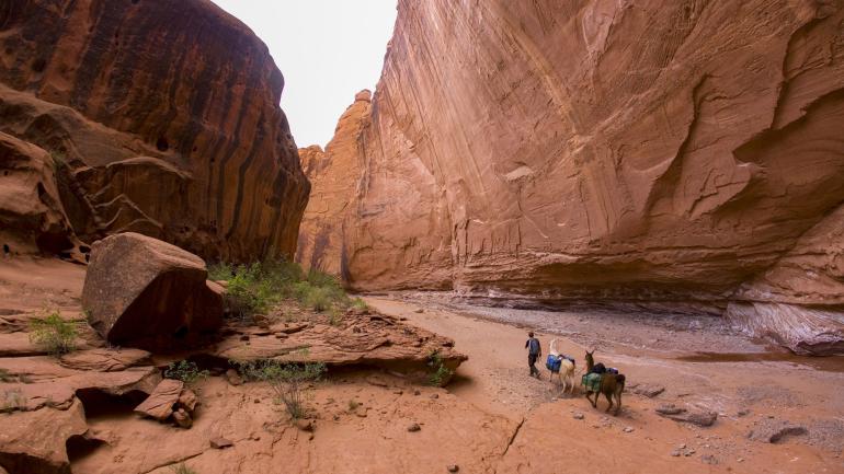 徒步探索犹他州圆顶礁国家公园的红岩地貌