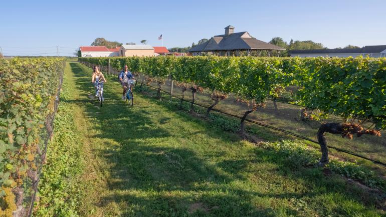 骑自行车穿越长岛品达酒庄 (Pindar Vineyards) 青翠的葡萄藤