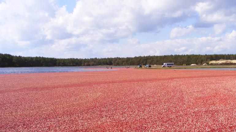 在位于瓦尔汉的 A.D. 和平农场照料蔓越莓田