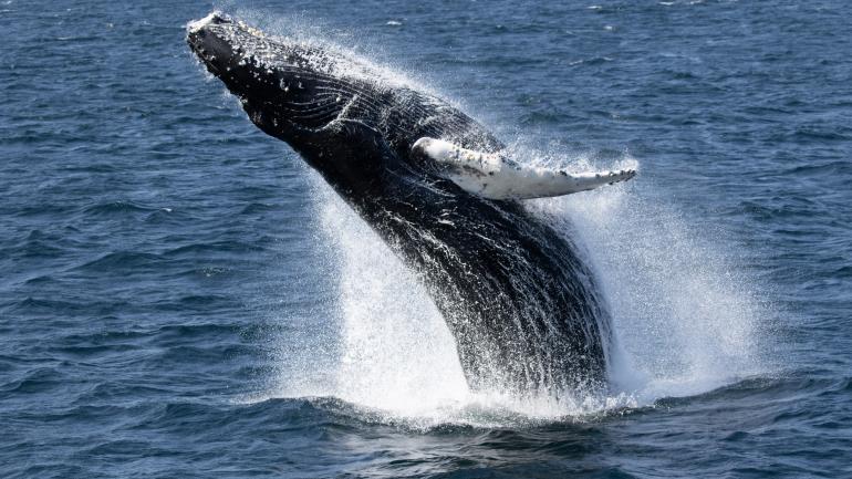 一头鲸鱼跃出格洛斯特港 (Gloucester Harbor) 的水面