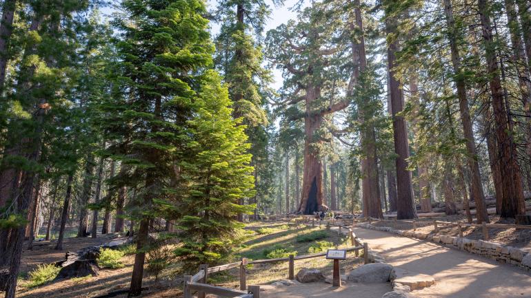 巨型美洲杉屹立于马里波萨林地