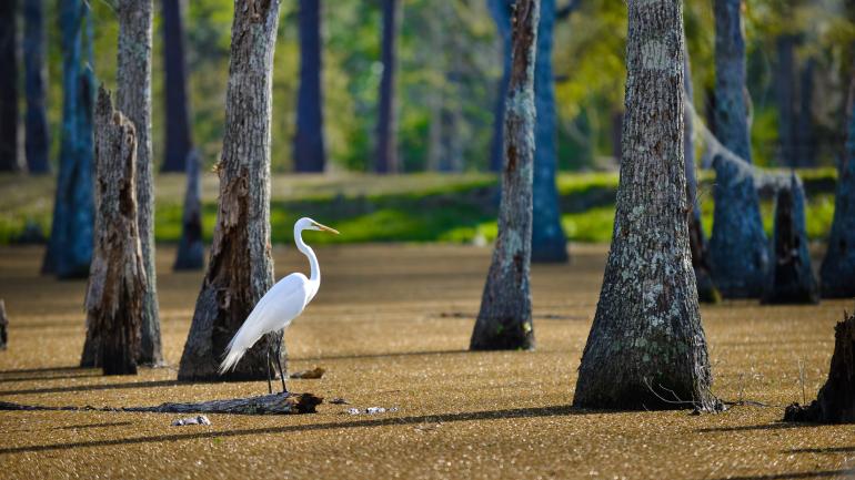 萨姆·休斯敦·琼斯州立公园的静谧河口风光