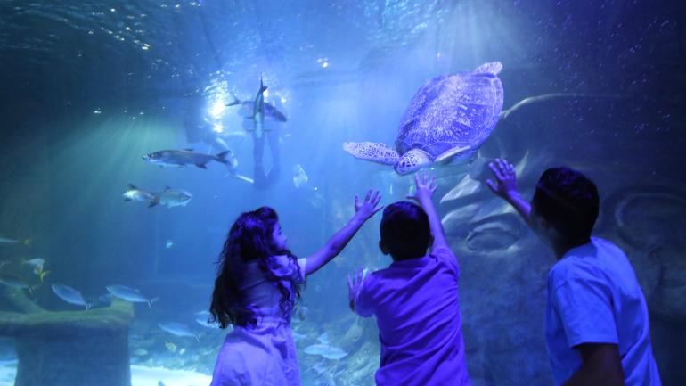 在奥兰多海洋生物水族馆观看海龟