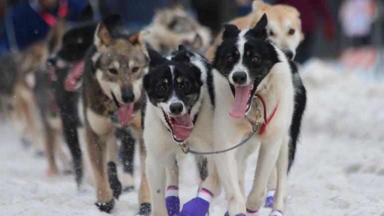 Sled dogs running near Anchorage