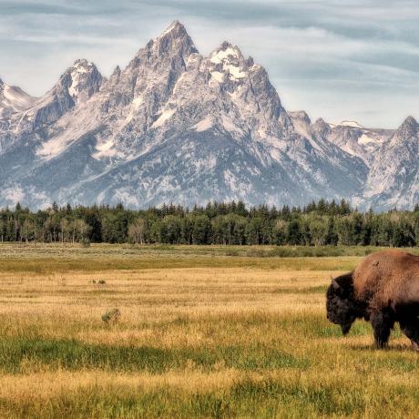 In the valley, where bison herds wander freely