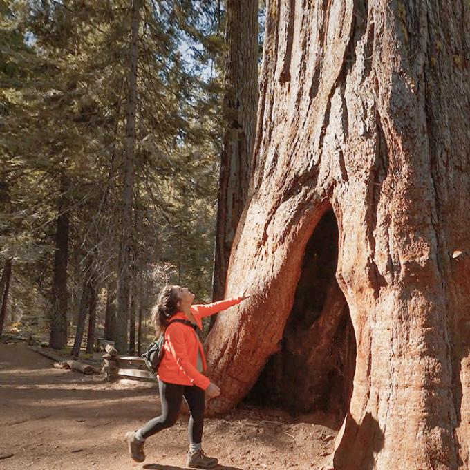 Marveling at the sequoia trees in Yosemite National Park, California