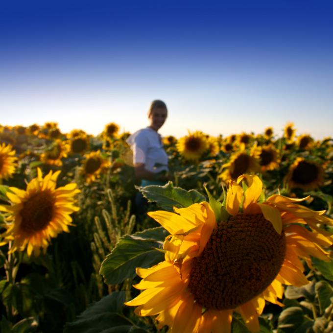 北达科他州向日葵园
