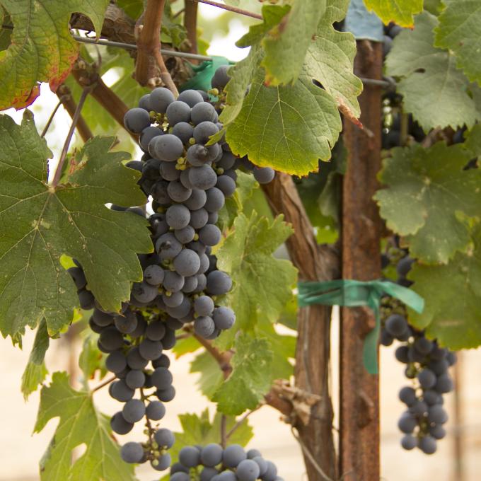 加利福尼亚州出产的葡萄酒中有 6% 来自索诺马县。