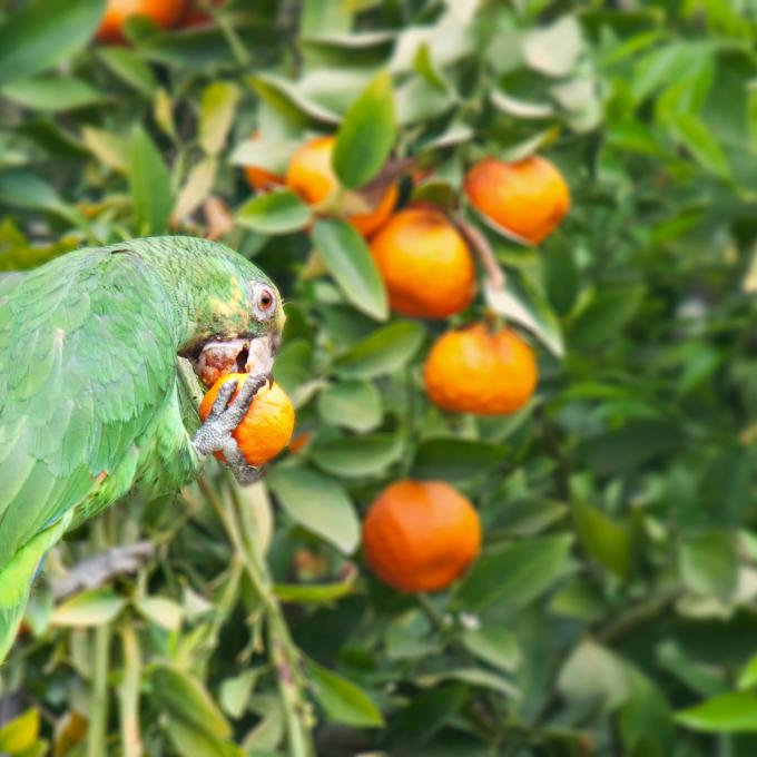 仔细观察那些在帕萨迪纳筑巢的斑斓鹦鹉。