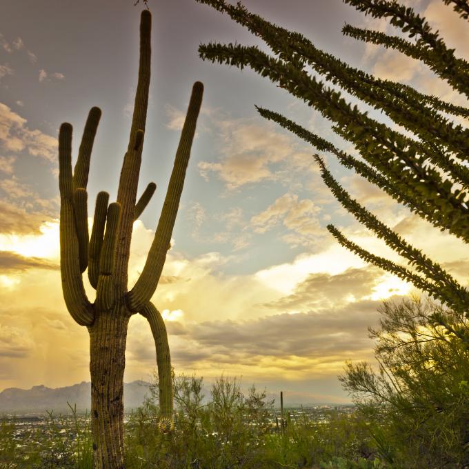 阳光穿透云层照在图森的一颗仙人掌树上