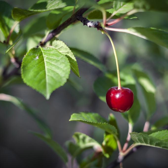 Macon has more cherry trees than any other city in the USA.
