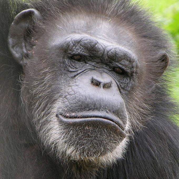 当地的黑猩猩避风港