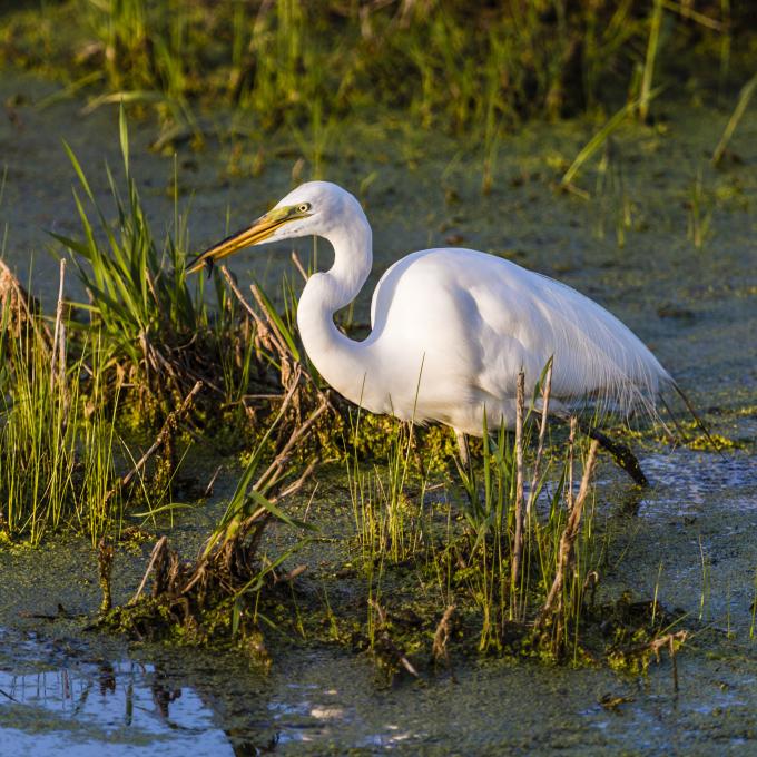 A great egret in a marsh near Saginaw A great egret in a marsh near Saginaw