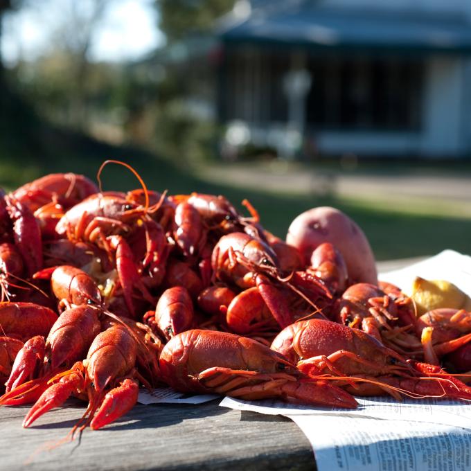 新鲜烹煮的路易斯安那州霍马小龙虾