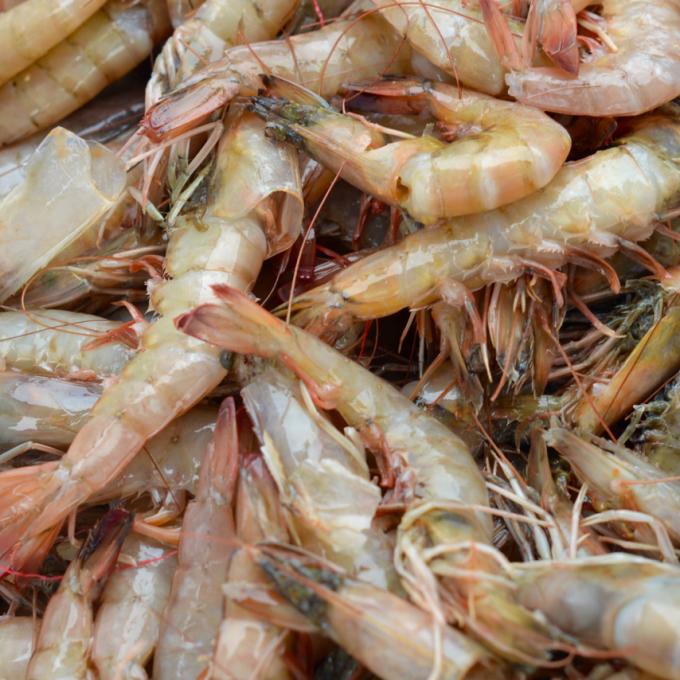 捕虾：密西西比州比洛克西的一项重要行业