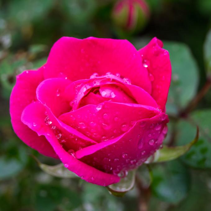 肯塔基州列克星敦植物园的玫瑰