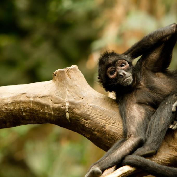在内布拉斯加州奥马哈游览亨利多利动物园和水族馆