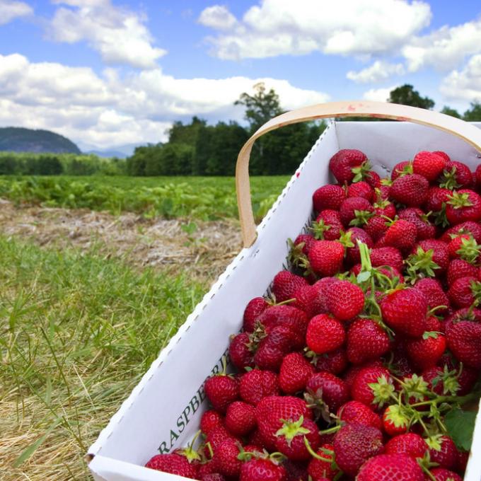 朴茨茅斯最早的殖民地被称为 Strawbery Banke 区（Strawbery 意为草莓），因为当时皮斯卡塔夸河沿岸生长了许多草莓。