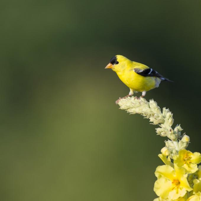 摩根敦官方认可的市鸟，美洲金翅雀