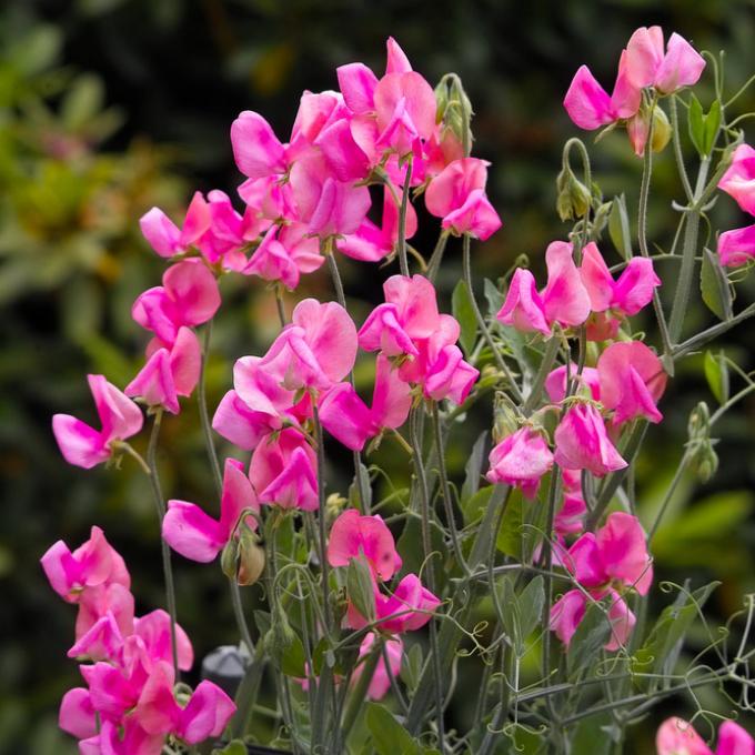 一株花朵盛开的豌豆植物 一株花朵盛开的豌豆植物