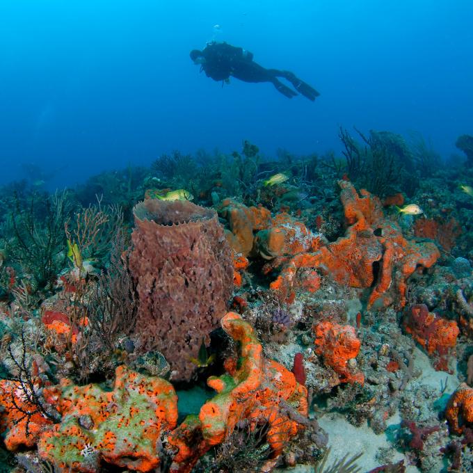 一名珊瑚礁潜水员正在探索色彩绚烂的水下世界 一名珊瑚礁潜水员正在探索色彩绚烂的水下世界