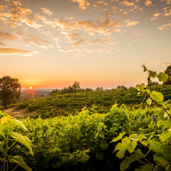 特拉弗斯城里风景如画的高产量葡萄园