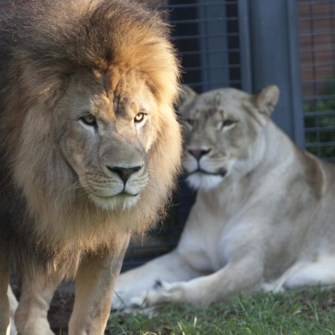 Leo and Luna, the University of North Alabama’s mascots