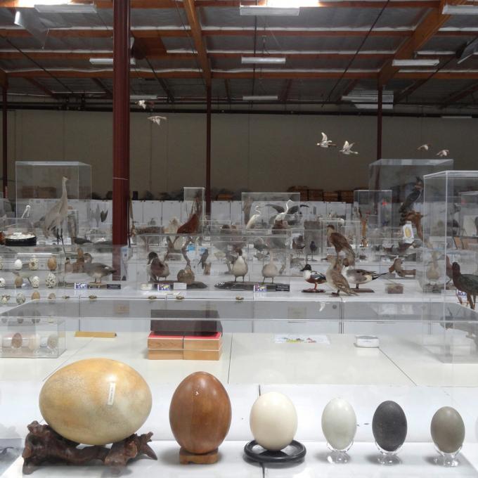 加利福尼亚州卡玛利洛的西部脊椎动物基金会中展览的鸟蛋