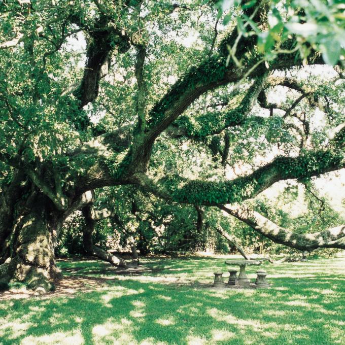 位于路易斯安那州莱克查尔斯卡尔克苏帝国博物馆的 Sallier Oak 橡树