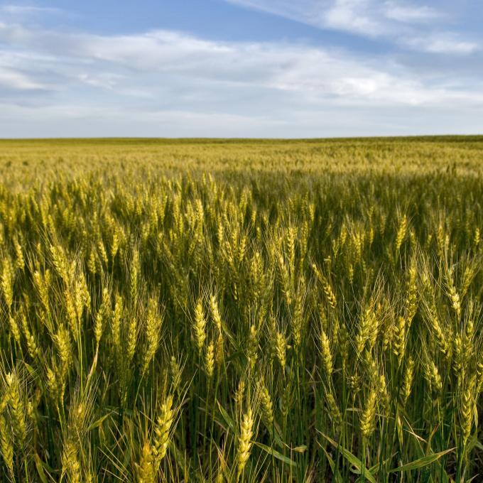 堪萨斯州的麦田