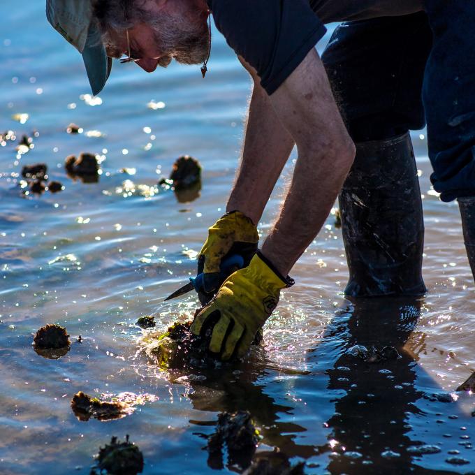 华盛顿州威拉帕湾的牡蛎丰收场景