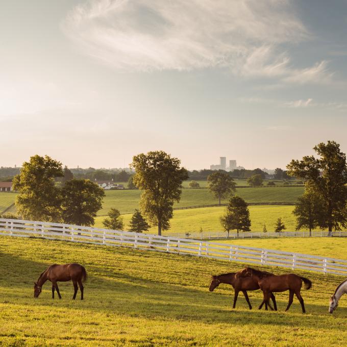 列克星敦一家马场的田野风光