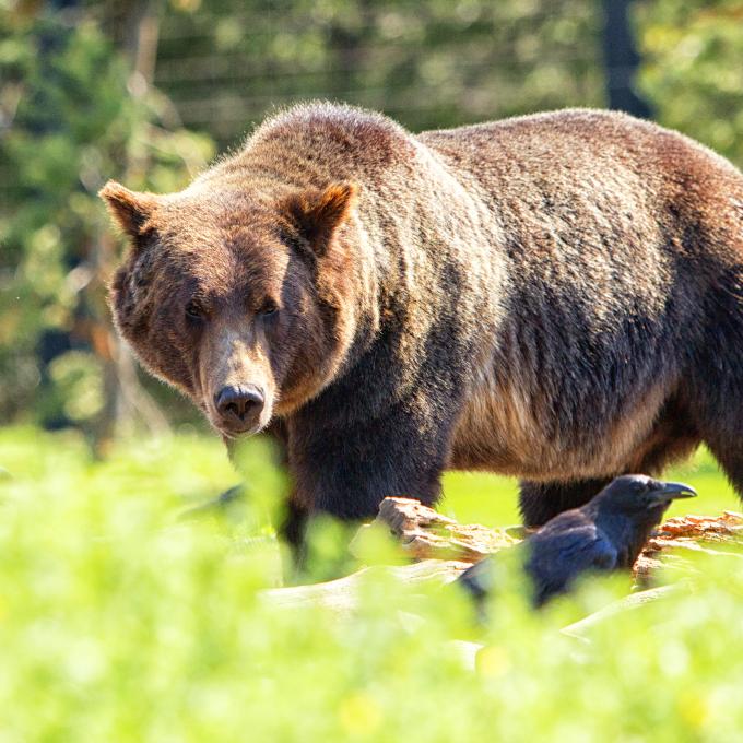 蒙大拿州西黄石灰熊与狼保护中心的一只灰熊