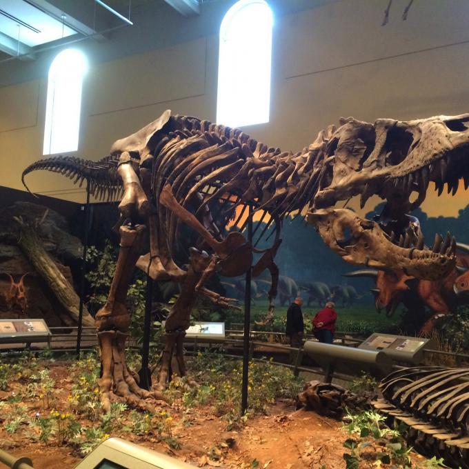 宾夕法尼亚州匹兹堡卡内基自然历史博物馆中的霸王龙骨架 宾夕法尼亚州匹兹堡卡内基自然历史博物馆中的霸王龙骨架