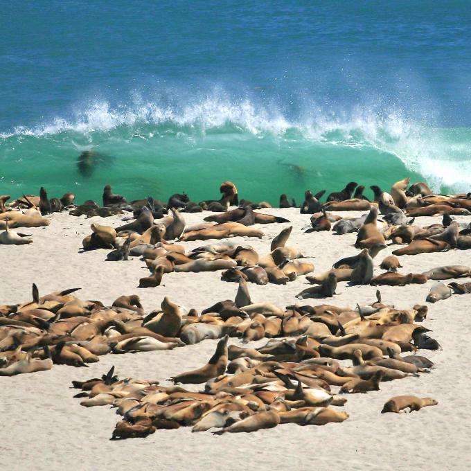 加利福尼亚州海峡群岛国家公园圣米格尔岛上的海狮 加利福尼亚州海峡群岛国家公园圣米格尔岛上的海狮