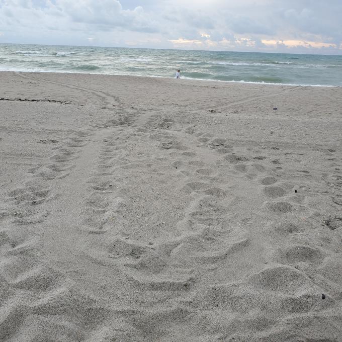 海龟在太空海岸其中一个海滩的沙滩上留下的足迹