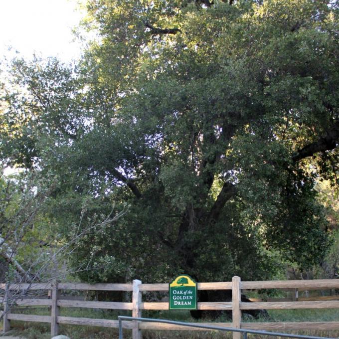 加利福尼亚州圣塔克拉里塔的黄金梦之橡树
